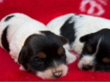 2 chiots femelles Yorkshire Biewer non LOF à réserver