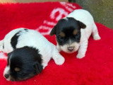 2 chiots femelles Yorkshire Biewer non LOF à réserver
