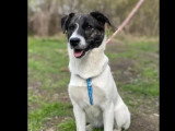 Chiot femelle de 7 mois en quête d'un foyer