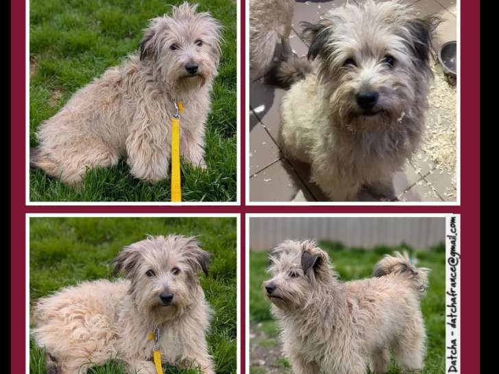 En attente d'un foyer : chiot mâle de 8 mois au pelage beige