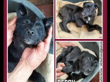 En quête d'un foyer : chiot femelle de 5 mois au pelage noir avec marque blanche