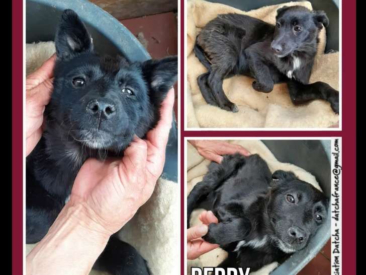 En quête d'un foyer : chiot femelle de 5 mois au pelage noir avec marque blanche
