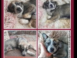Adoption disponible : chiot mâle de 5 mois au pelage gris et blanc