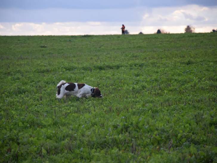 Chiots de type Springer Anglais mâles à vendre