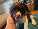 Chiots de type Springer Anglais mâles à vendre