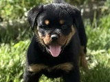 Chiot Rottweiler mâle à réserver non inscrit au LOF