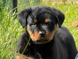 Chiot Rottweiler mâle à réserver non inscrit au LOF