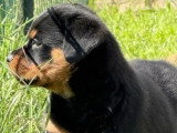 Chiot Rottweiler mâle à réserver non inscrit au LOF