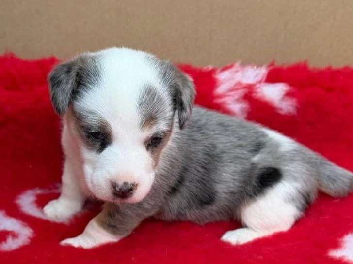 3 chiots Jack Russell non LOF nés en mars 2026 à poil lisse à réserver