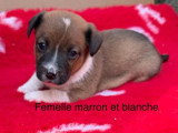 3 chiots Jack Russell non LOF nés en mars 2026 à poil lisse à réserver