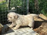 Portée de 7 chiots Golden Retriever non LOF nés en février 2026 à vendre