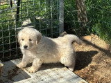 Portée de 7 chiots Golden Retriever non LOF nés en février 2026 à vendre
