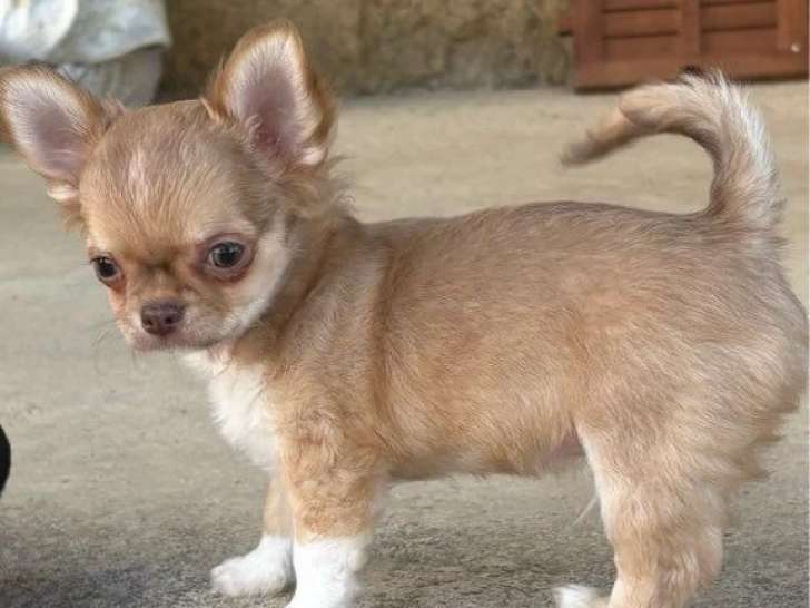2 chiots Chihuahua mâles non LOF nés en janvier 2026 à vendre