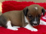 3 chiots Jack Russell non LOF nés en mars 2026 à réserver
