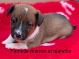 3 chiots Jack Russell non LOF nés en mars 2026 à réserver