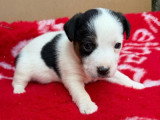 3 chiots Jack Russell non LOF nés en mars 2026 à réserver