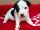 3 chiots Jack Russell non LOF nés en mars 2026 à réserver