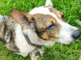 Prêt pour l'adoption : chien Basset de 7 ans au pelage tricolore
