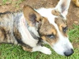 Prêt pour l'adoption : chien Basset de 7 ans au pelage tricolore