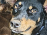 En attente d'adoption : chienne de 3 ans au pelage noir et feu