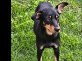 En attente d'adoption : chienne de 3 ans au pelage noir et feu