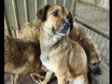 À accueillir : chiot femelle de 7 mois au pelage fauve charbonné