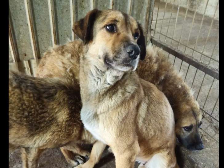 À accueillir : chiot femelle de 7 mois au pelage fauve charbonné