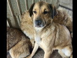 À accueillir : chiot femelle de 7 mois au pelage fauve charbonné