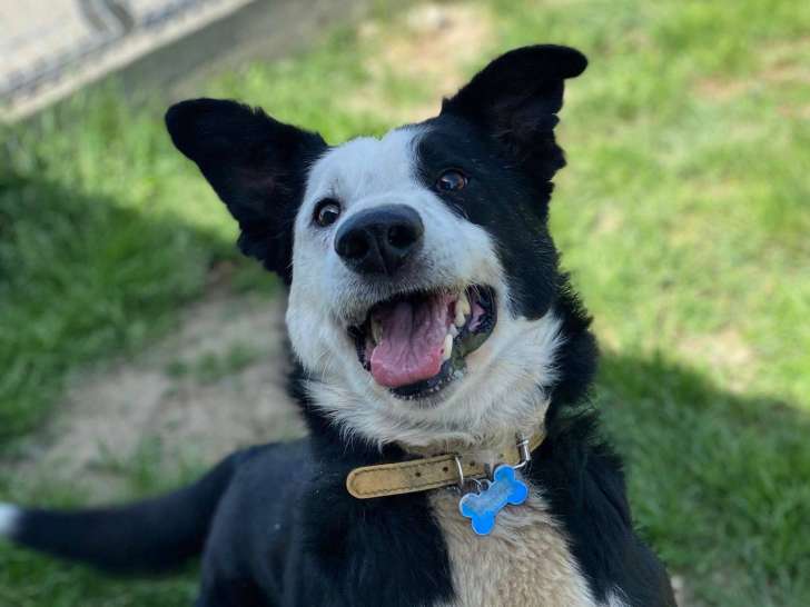 Rox, Border Collie à adopter en association
