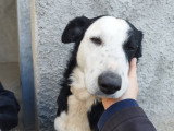 Rox, Border Collie à adopter en association