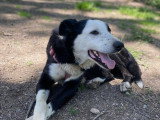 Rox, Border Collie à adopter en association