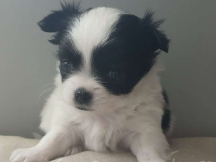 Chiots Chihuahua à poil long LOF à vendre