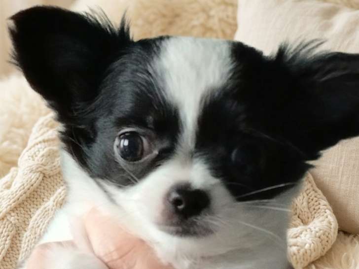 Chiots Chihuahua à poil long LOF à vendre