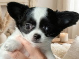 Chiots Chihuahua à poil long LOF à vendre