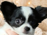 Chiots Chihuahua à poil long LOF à vendre