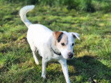 Flash, chien Jack Russel senior à adopter en association