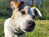 Flash, chien Jack Russel senior à adopter en association