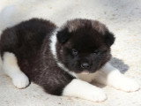 3 chiots Akita Américain mâles LOF à réserver, nés en mars 2026