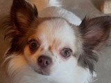 Femelle Chihuahua disponible pour saillie