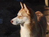 Chienne Husky de Sibérie 5 ans à vendre LOF