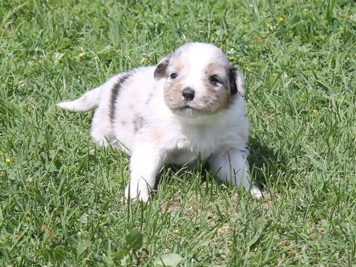 2 chiots Berger Australien bleu merle LOF à réserver pour juin 2026