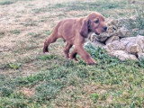 Chiot femelle Setter Irlandais de février 2026 à réserver non LOF