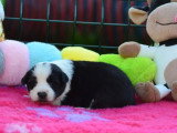 7 Border Collies LOF nés en mars 2026 à vendre