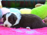 7 Border Collies LOF nés en mars 2026 à vendre