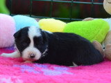 7 Border Collies LOF nés en mars 2026 à vendre