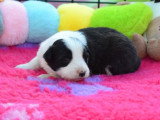 7 Border Collies LOF nés en mars 2026 à vendre