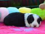 7 Border Collies LOF nés en mars 2026 à vendre