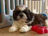 Chiot Shih Tzu mâle à la réservation non inscrit au LOF