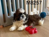 Chiot Shih Tzu mâle à la réservation non inscrit au LOF