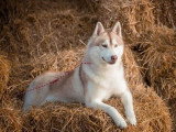 Saillie Husky de Sibérie mâle LOF confirmé de décembre 2020